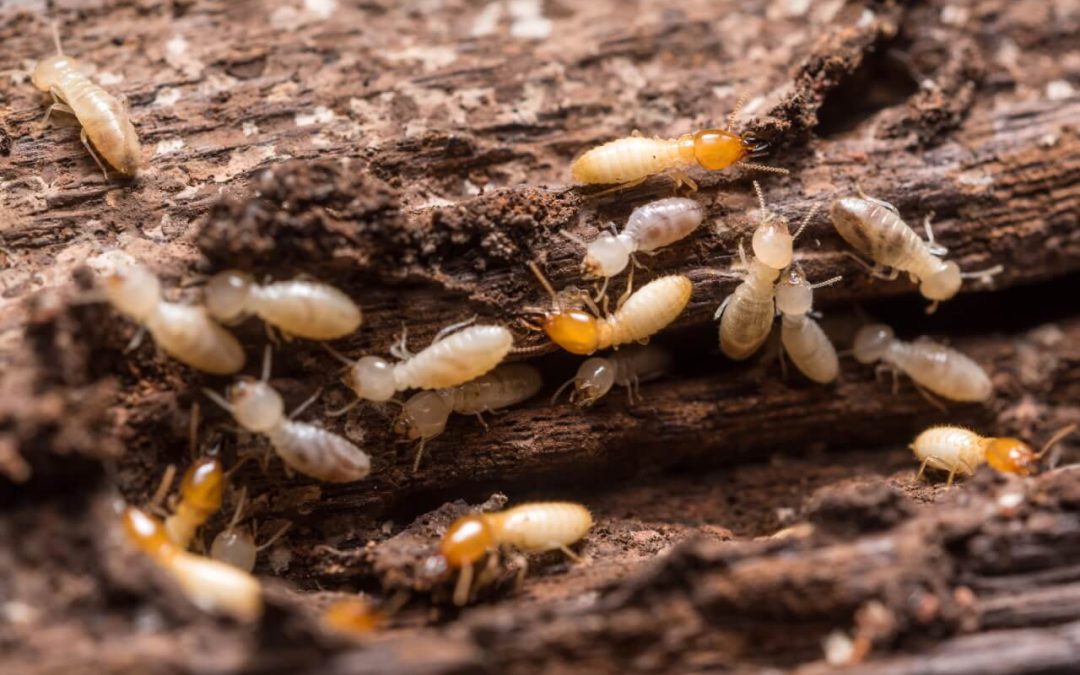 5 Signs of Termites in Your Home
