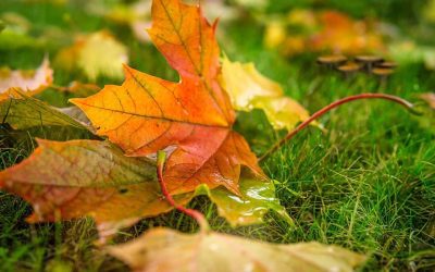 8 Tips to Improve Fall Curb Appeal