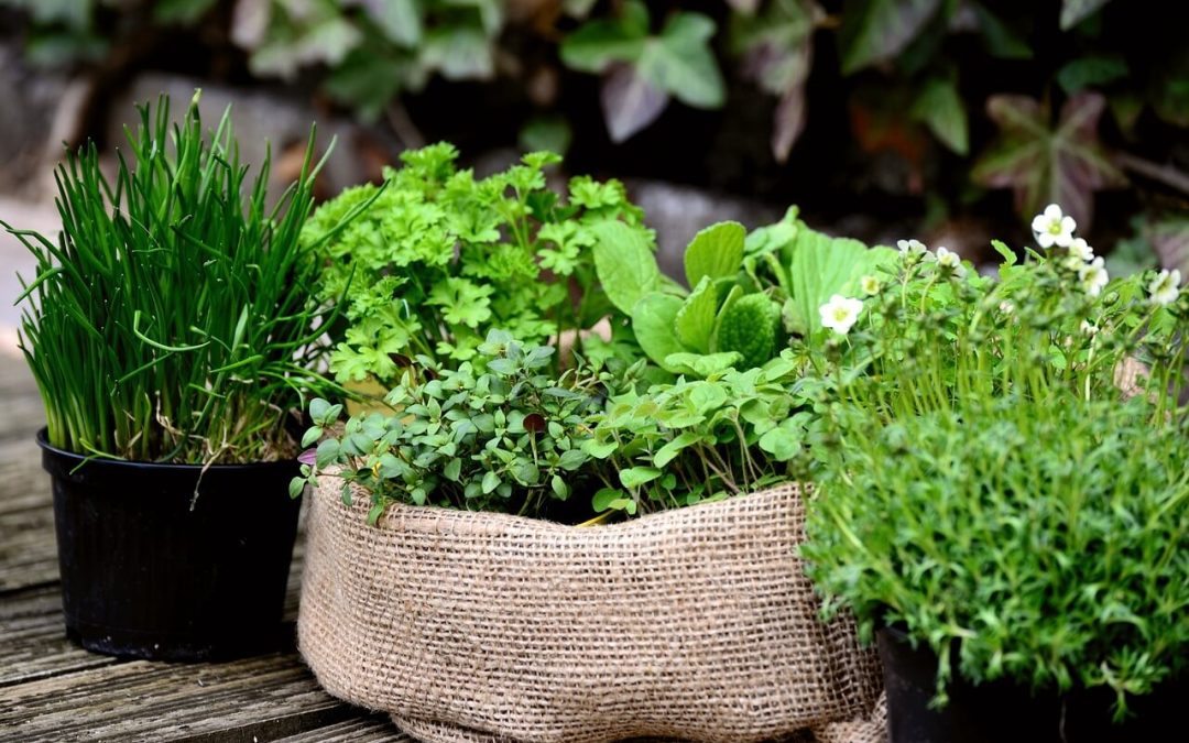 6 Tips to Grow a Container Garden