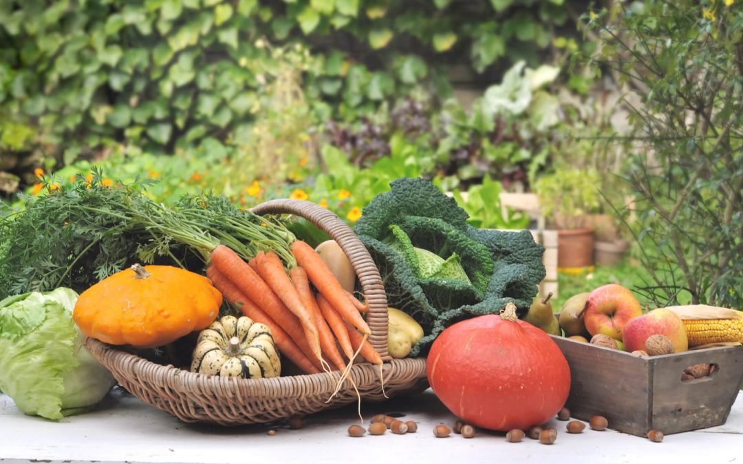 Keep Your Garden Going: 7 Vegetables You Can Plant in the Fall