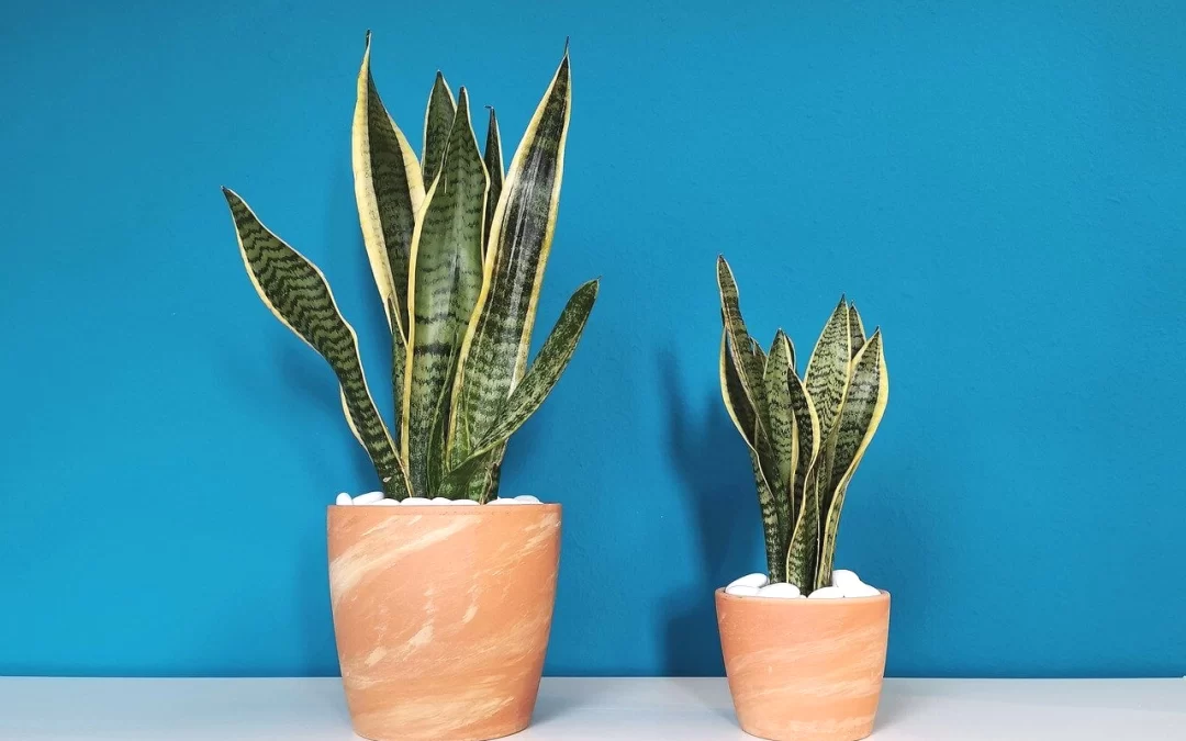 5 Low-Maintenance Houseplants for Your Living Spaces
