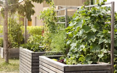Growing Your Green Thumb: Tips for Raised Bed Gardening